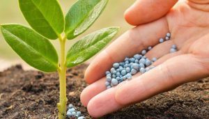 سولفات روی در کشاورزی
