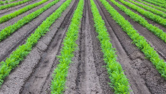 کات کبود در کشاورزی