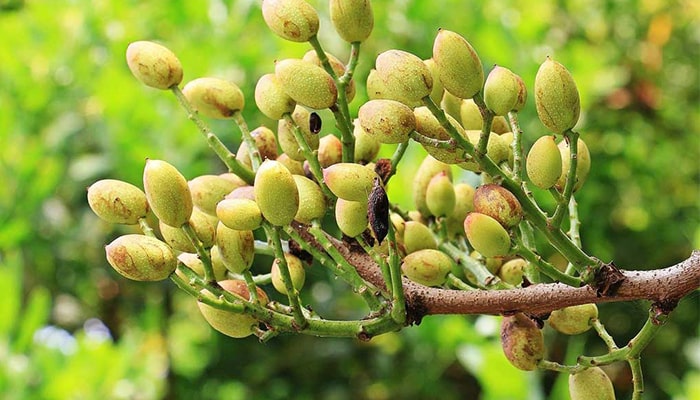 کاربرد اسید سولفوریک در پسته