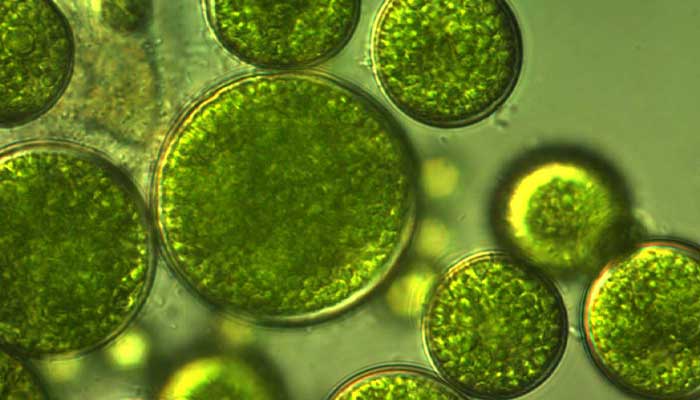 تصفیه فاضلاب با جلبک